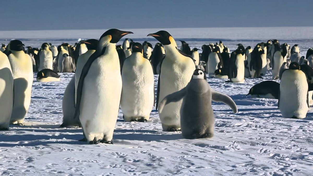 March of the Penguins”: A Timeless Classic Documentary